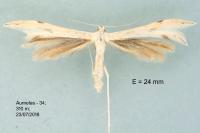 Calyciphora albodactyla