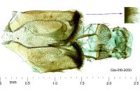 Calyciphora albodactyla