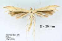 Calyciphora albodactyla