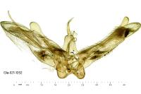 Calyciphora albodactyla