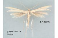 Tabulaephorus punctinervis