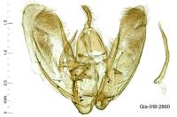 Tabulaephorus punctinervis