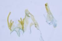 Scrobipalpa nitentella
