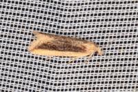 Bactra lancealana