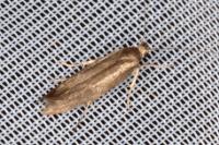 Scythris tenuivittella