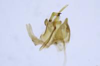Scythris tenuivittella