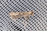 Parornix finitimella