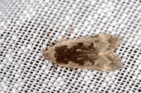 Anacampsis populella
