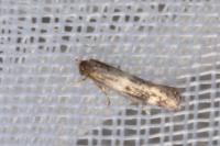 Elachista stabilella