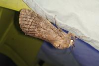 Cossus cossus
