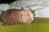 Cossus cossus