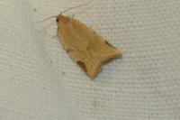 Paramesia gnomana