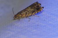 Enarmonia formosana