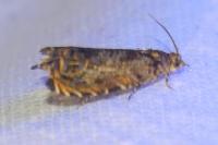 Enarmonia formosana
