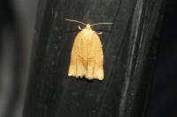 Archips rosana