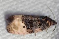 Metendothenia atropunctana