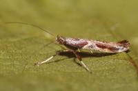 Caloptilia fidella
