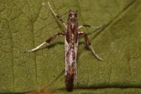Caloptilia fidella