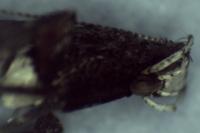 Caloptilia fidella