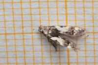 Teleiodes luculella