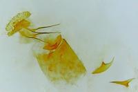 Ancylis achatana
