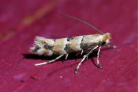 Phyllonorycter trifasciella