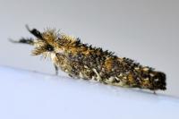 Ochsenheimeria taurella