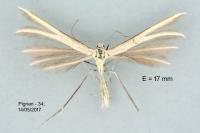 Merrifieldia neli