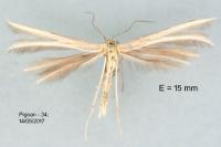 Merrifieldia inopinata