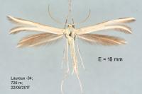 Merrifieldia neli