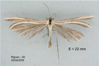 Merrifieldia leucodactyla