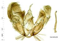 Merrifieldia leucodactyla