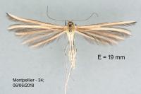 Merrifieldia spicidactyla