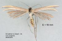 Merrifieldia leucodactyla