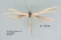 Merrifieldia neli