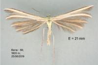 Merrifieldia neli