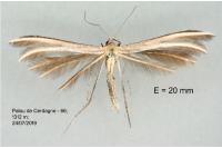 Merrifieldia neli