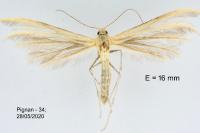 Merrifieldia malacodactyla