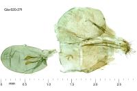 Merrifieldia malacodactyla
