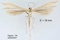Merrifieldia malacodactyla
