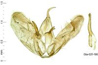 Merrifieldia malacodactyla