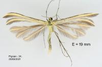 Merrifieldia neli