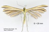 Merrifieldia neli