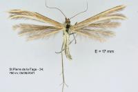 Merrifieldia leucodactyla