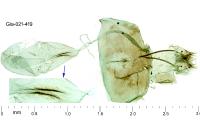 Merrifieldia leucodactyla