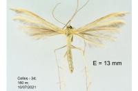 Merrifieldia malacodactyla