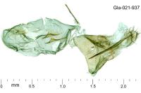 Merrifieldia malacodactyla