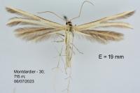Merrifieldia spicidactyla