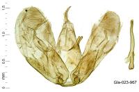Merrifieldia spicidactyla