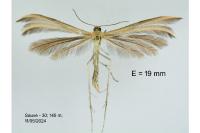 Merrifieldia malacodactyla